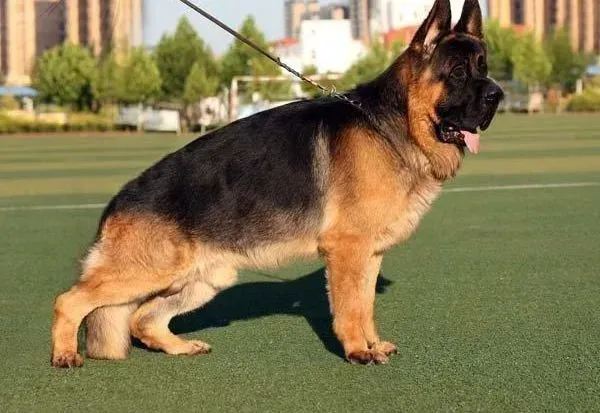 狼狗|狼狗在春季的时候如何巧妙躲开疾病的威胁