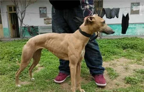 杰克罗素梗犬有体味吗 杰克罗素梗犬有体会的 | 杰克罗素梗