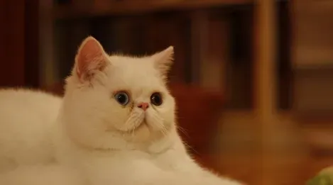 猫聪明吗 猫是一种聪明伶俐的动物 | 猫