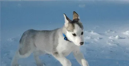 阿拉斯加雪橇犬冬季多少度 适合在10到零下35度之间 | 阿拉斯加雪橇犬