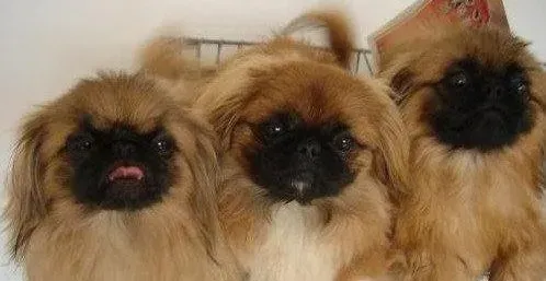 京巴狗|中午京巴犬突然抽筋了 请问这是什么病