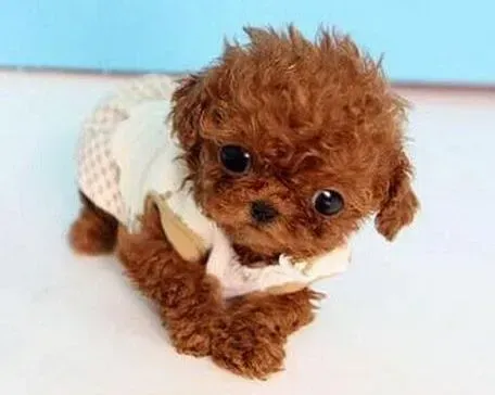 泰迪犬|泰迪犬最近在家总随地大小便如何训练