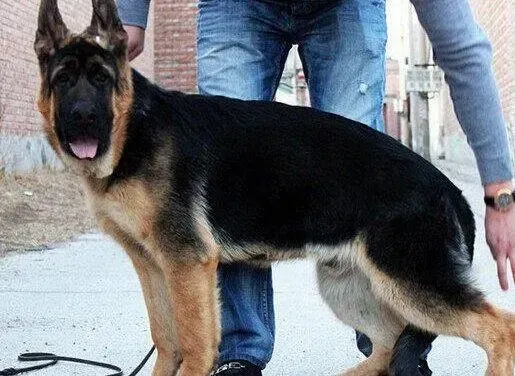 德国牧羊犬|德国牧羊犬嘴巴有点红肿不知道是怎么了