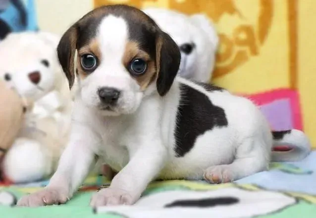 比格犬|比格犬上火的重要解决方法