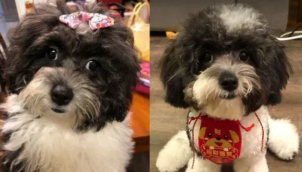 超爱洗澡的花贵宾 听到水声奔澡盆坐等