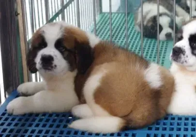 圣伯纳犬|圣伯纳犬反复发烧是什么问题
