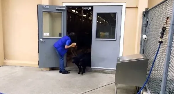 纽约导盲犬学校火警训练 174只狗狗顺利清空 | 狗
