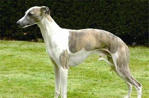 杰克罗素梗犬有体味吗 杰克罗素梗犬有体会的 | 杰克罗素梗