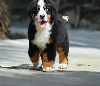 伯恩山犬|伯恩山犬为什么会口臭 怎么去除狗狗口臭