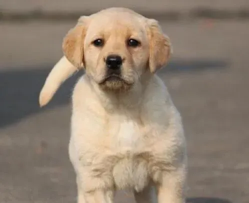 拉布拉多|了解拉布拉多犬的生活习性——让饲养工作更简单