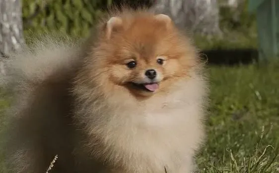 博美犬好饲养吗 博美犬的饲养重点是什么 | 博美犬