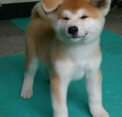 秋田犬|秋田犬不知原因吐泡沫是怎么回事
