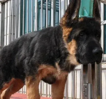 德国牧羊犬|带着德国牧羊犬去哪里打疫苗保险