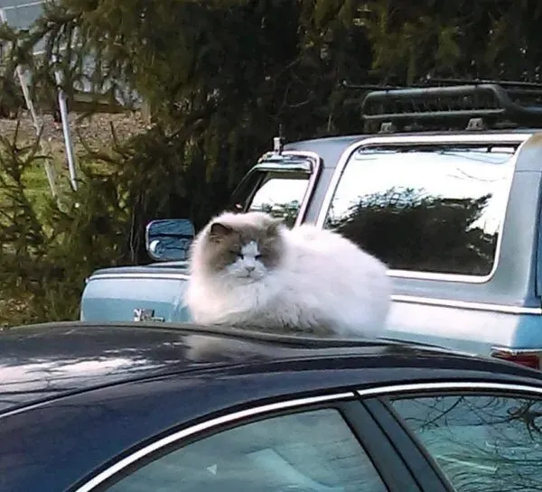 布偶猫遭主人原地遗弃 被迫在社区街头流浪 | 猫