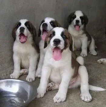 圣伯纳犬|如何亲手改变圣伯纳犬不听话的习惯