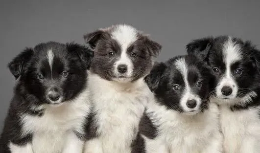 边境牧羊犬幼犬喂养 前30天主要以母乳为生 | 边境牧羊犬