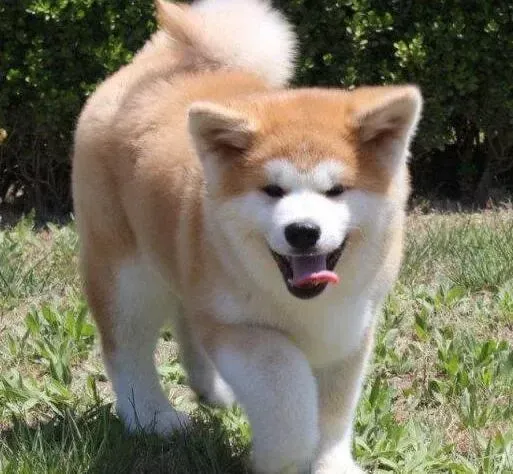 秋田犬|请问秋田犬可以吃人吃的奶酪吗