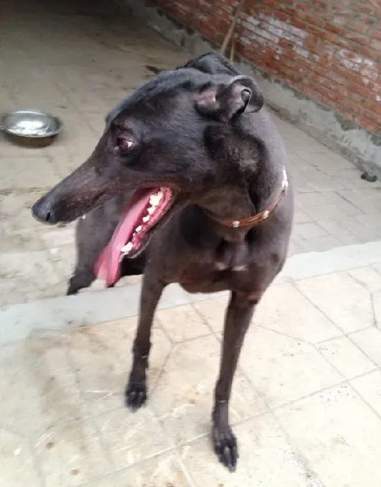 格力犬|两个月的格力犬咳嗽，打喷嚏 求帮助