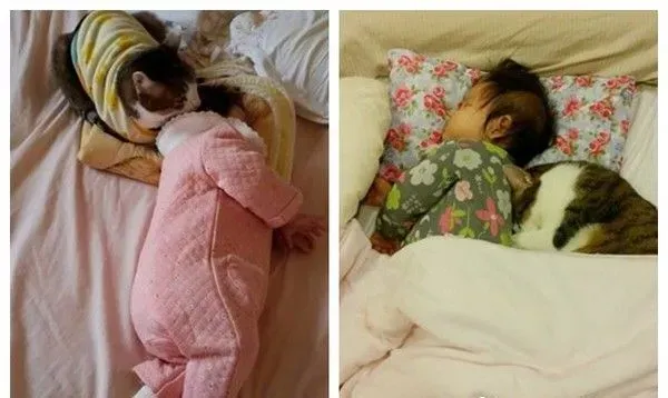 喵星人当哥哥陪伴妹妹睡觉 超温暖的画面 | 