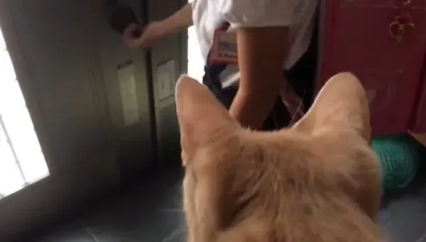 猫咪也爱出去玩 主人出门上课必须过猫咪的阻挡关卡 | 猫