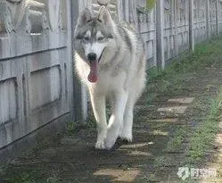 哈士奇|步入老年的哈士奇伴侣犬要这样照顾