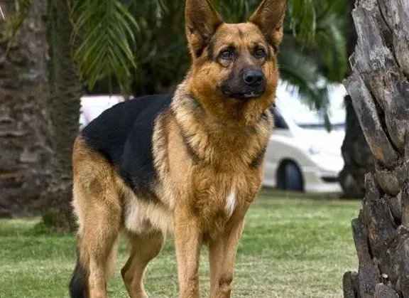 德国牧羊犬|宠物专家告诉你德国牧羊犬爬楼梯有哪些危害