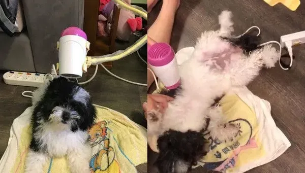 超爱洗澡的花贵宾 听到水声奔澡盆坐等 | 狗