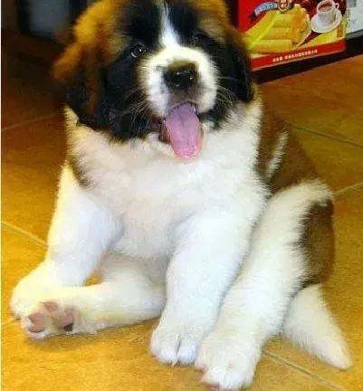 圣伯纳犬|圣伯纳犬最近鼻子很干，这是感冒了吗
