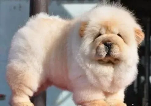 松狮犬|训练松狮犬排便，让家中清洁干爽