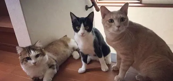 猫咪也爱出去玩 主人出门上课必须过猫咪的阻挡关卡 | 猫