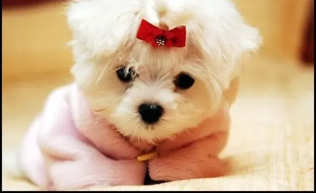 马尔济斯|马尔济斯犬的肛门腺清洁方法