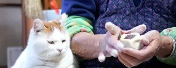 光是看照片就快热泪盈眶！猫叔陪伴老奶奶超暖心 | 猫