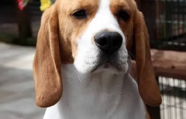 比格犬|医生不知道的秘密 比格犬出现呼吸困难的四大原因