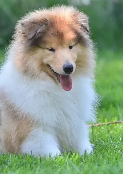 苏格兰牧羊犬|详细解答苏格兰牧羊犬的驱虫问题