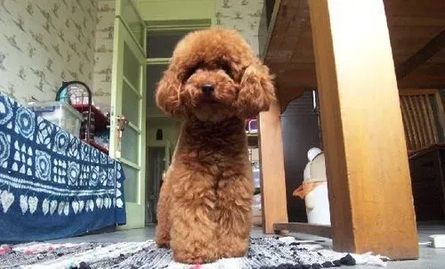 泰迪犬吃什么 绝对不能给狗狗吃的食物 | 泰迪犬