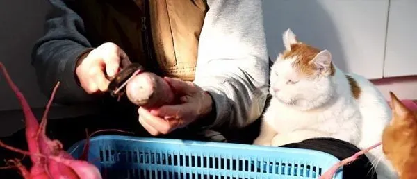 光是看照片就快热泪盈眶！猫叔陪伴老奶奶超暖心 | 猫