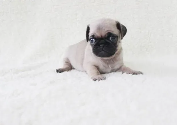 巴哥犬|要为刚到家的幼巴哥犬准备笼子