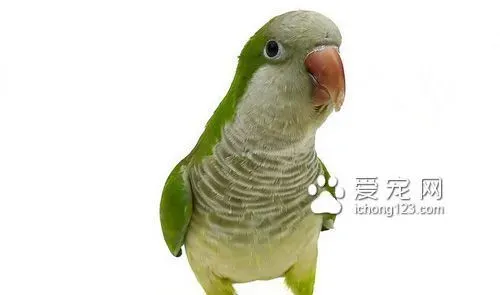 和尚鹦鹉怎么养 导致和尚鹦鹉的攻击行为有哪些 | 
