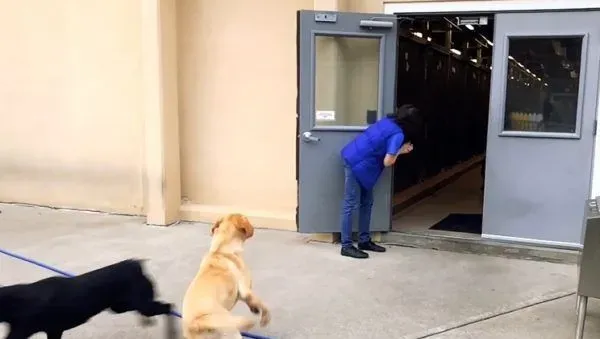 纽约导盲犬学校火警训练 174只狗狗顺利清空 | 狗