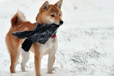 秋田犬|哪些方法是最适合秋田犬进行减肥的