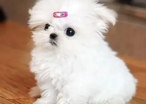 马尔济斯|如何让马尔济斯犬适应笼子里的生活
