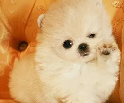博美犬|怎么解释博美犬食欲不好的现象