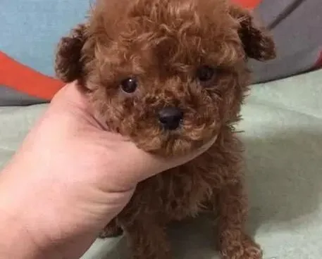 贵宾犬|贵宾犬幼年时期要怎样正确的饲养