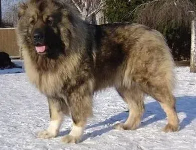高加索犬|影响高加索犬训练效果的最大阻碍——“恐手症”