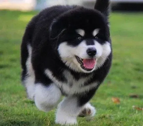 阿拉斯加犬|阿拉斯加犬产后挑食怎么帮助它下奶