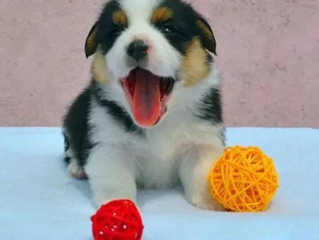 柯基犬|食物繁多  哪些骨头对柯基犬磨牙有帮助