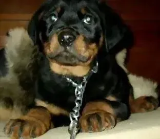 罗威纳犬|罗威纳犬为什么喜欢吃自己的腿毛