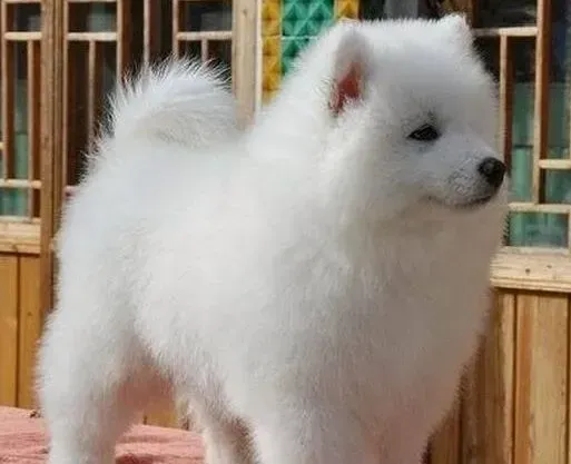 萨摩耶|萨摩耶幼犬吃什么狗粮有益健康