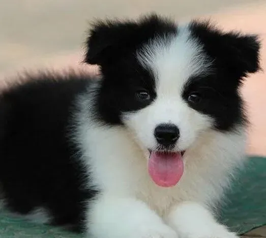 边境牧羊犬|边境牧羊犬幼犬的饲养方法与良好建议