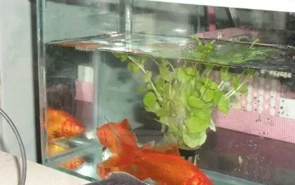 锦鲤鱼不吃东西怎么办 先找原因再解决 | 锦鲤鱼